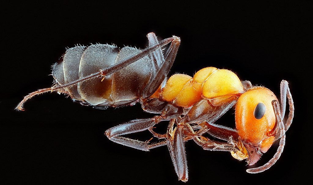 Ant Control service in Montgomery, AL