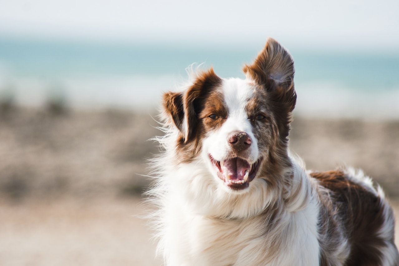 Flea & Tick Control service in Montgomery, AL