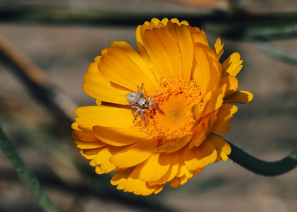 Spider Control service in Montgomery, AL
